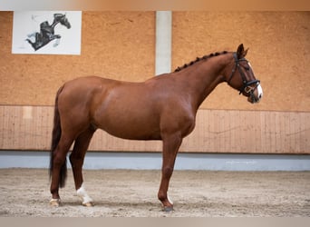 Deutsches Sportpferd, Wallach, 11 Jahre, 168 cm, Fuchs