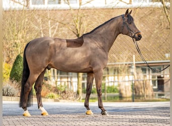 Deutsches Sportpferd, Wallach, 11 Jahre, 169 cm, Fuchs