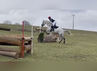 Deutsches Sportpferd, Wallach, 11 Jahre, 169 cm