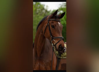 Deutsches Sportpferd, Wallach, 11 Jahre, 170 cm, Brauner