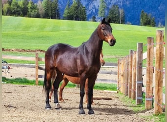 Deutsches Sportpferd, Wallach, 11 Jahre, 170 cm, Dunkelbrauner