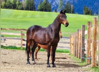 Deutsches Sportpferd, Wallach, 11 Jahre, 170 cm, Dunkelbrauner