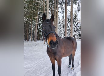 Deutsches Sportpferd, Wallach, 11 Jahre, 170 cm, Dunkelbrauner