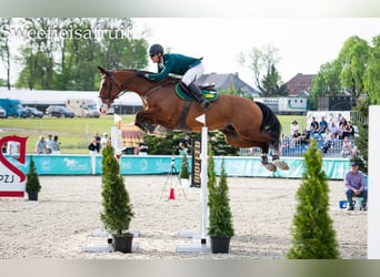 Deutsches Sportpferd, Wallach, 11 Jahre, 170 cm, Rotbrauner