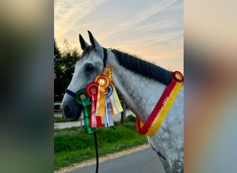 Deutsches Sportpferd, Wallach, 11 Jahre, 170 cm, Schimmel