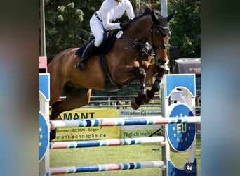 Deutsches Sportpferd, Wallach, 11 Jahre, 172 cm, Brauner