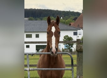 Deutsches Sportpferd, Wallach, 11 Jahre, 172 cm, Fuchs