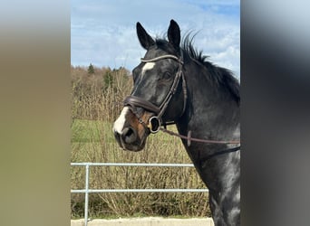 Deutsches Sportpferd, Wallach, 11 Jahre, 172 cm, Rappe