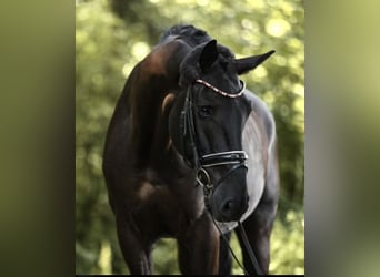 Deutsches Sportpferd, Wallach, 11 Jahre, 172 cm, Rappe