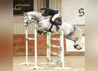 Deutsches Sportpferd, Wallach, 11 Jahre, 172 cm, Schimmel