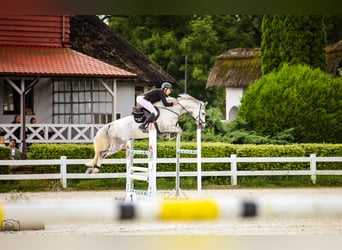 Deutsches Sportpferd, Wallach, 11 Jahre, 172 cm, Schimmel