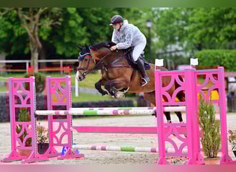 Deutsches Sportpferd, Wallach, 11 Jahre, 173 cm, Brauner