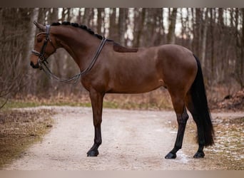 Deutsches Sportpferd, Wallach, 11 Jahre, 173 cm, Dunkelbrauner