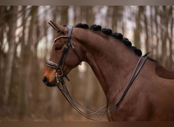 Deutsches Sportpferd, Wallach, 11 Jahre, 173 cm, Dunkelbrauner