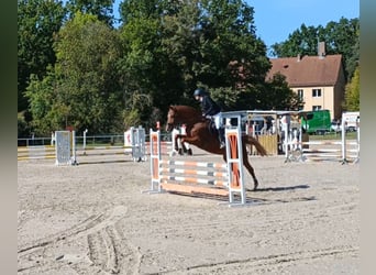 Deutsches Sportpferd, Wallach, 11 Jahre, 173 cm, Fuchs