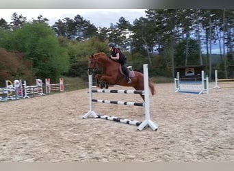 Deutsches Sportpferd, Wallach, 11 Jahre, 173 cm, Fuchs