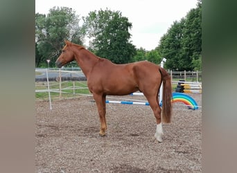 Deutsches Sportpferd, Wallach, 11 Jahre, 173 cm, Fuchs