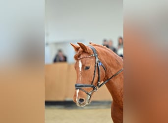 Deutsches Sportpferd, Wallach, 11 Jahre, 173 cm, Fuchs