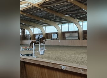 Deutsches Sportpferd, Wallach, 11 Jahre, 173 cm, Fuchs