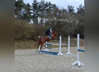 Deutsches Sportpferd, Wallach, 11 Jahre, 173 cm, Fuchs