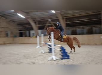 Deutsches Sportpferd, Wallach, 11 Jahre, 173 cm, Fuchs