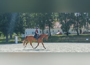 Deutsches Sportpferd, Wallach, 11 Jahre, 173 cm, Fuchs