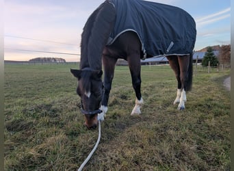 Deutsches Sportpferd, Wallach, 11 Jahre, 175 cm, Brauner