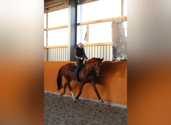 Deutsches Sportpferd, Wallach, 11 Jahre, 175 cm, Dunkelfuchs