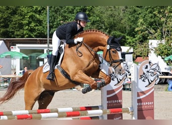 Deutsches Sportpferd, Wallach, 11 Jahre, 175 cm, Fuchs