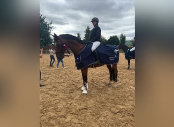 Deutsches Sportpferd, Wallach, 11 Jahre, 176 cm, Brauner