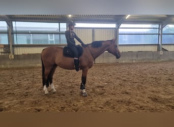 Deutsches Sportpferd, Wallach, 11 Jahre, 176 cm, Brauner