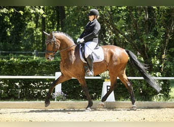 Deutsches Sportpferd, Wallach, 11 Jahre, 178 cm, Brauner