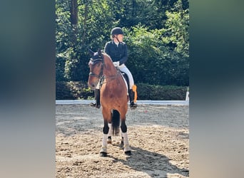 Deutsches Sportpferd, Wallach, 11 Jahre, 178 cm, Brauner