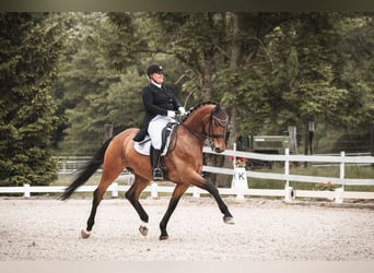 Deutsches Sportpferd, Wallach, 11 Jahre, 178 cm, Brauner