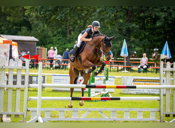 Deutsches Sportpferd, Wallach, 11 Jahre, Brauner