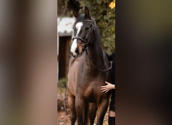 Deutsches Sportpferd, Wallach, 12 Jahre, 164 cm, Dunkelbrauner