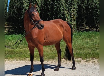 Deutsches Sportpferd, Wallach, 12 Jahre, 165 cm, Brauner