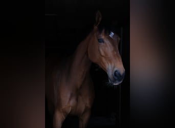 Deutsches Sportpferd, Wallach, 12 Jahre, 165 cm, Brauner