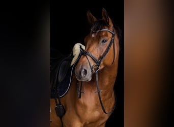 Deutsches Sportpferd, Wallach, 12 Jahre, 165 cm, Brauner
