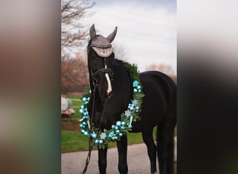 Deutsches Sportpferd, Wallach, 12 Jahre, 167 cm, Rappe