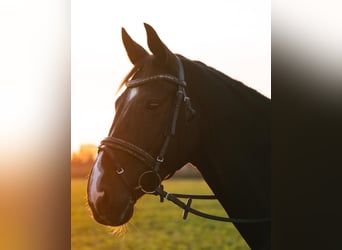 Deutsches Sportpferd, Wallach, 12 Jahre, 167 cm, Rappe