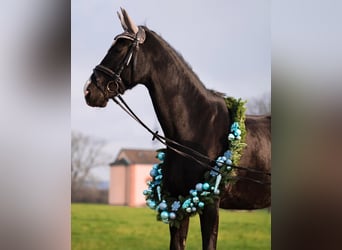 Deutsches Sportpferd, Wallach, 12 Jahre, 167 cm, Rappe