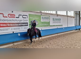 Deutsches Sportpferd, Wallach, 12 Jahre, 167 cm, Rappe
