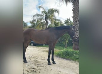 Deutsches Sportpferd, Wallach, 12 Jahre, 167 cm
