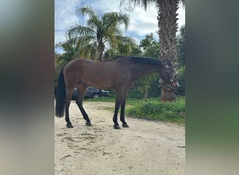 Deutsches Sportpferd, Wallach, 12 Jahre, 167 cm