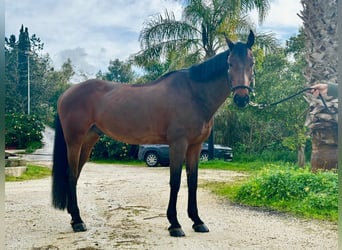 Deutsches Sportpferd, Wallach, 12 Jahre, 167 cm