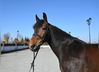 Deutsches Sportpferd, Wallach, 12 Jahre, 168 cm, Brauner
