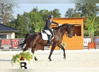 Deutsches Sportpferd, Wallach, 12 Jahre, 168 cm, Dunkelbrauner