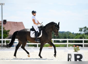 Deutsches Sportpferd, Wallach, 12 Jahre, 168 cm, Dunkelbrauner