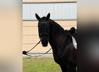 Deutsches Sportpferd, Wallach, 12 Jahre, 168 cm, Dunkelbrauner